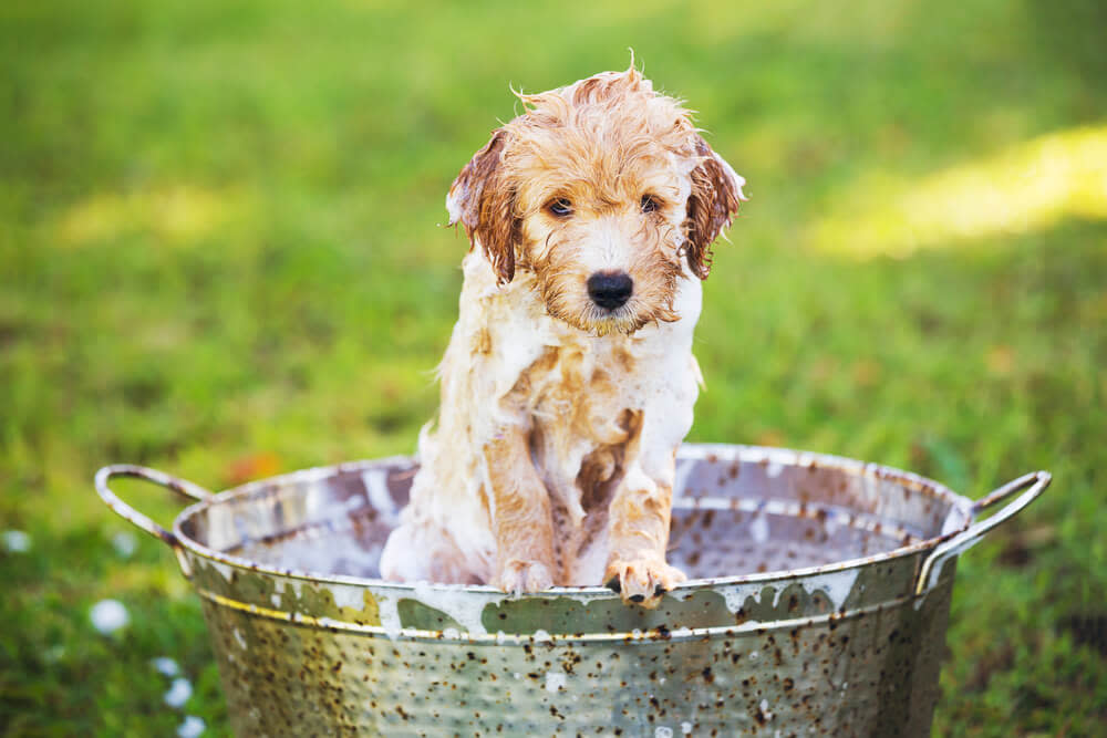 how often should you wash your dog