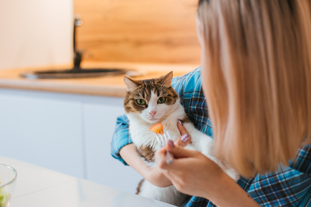 are human probiotics good for cats