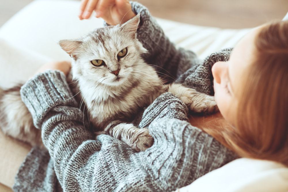 How Cats with Skin Allergies Can Take CBD Oil