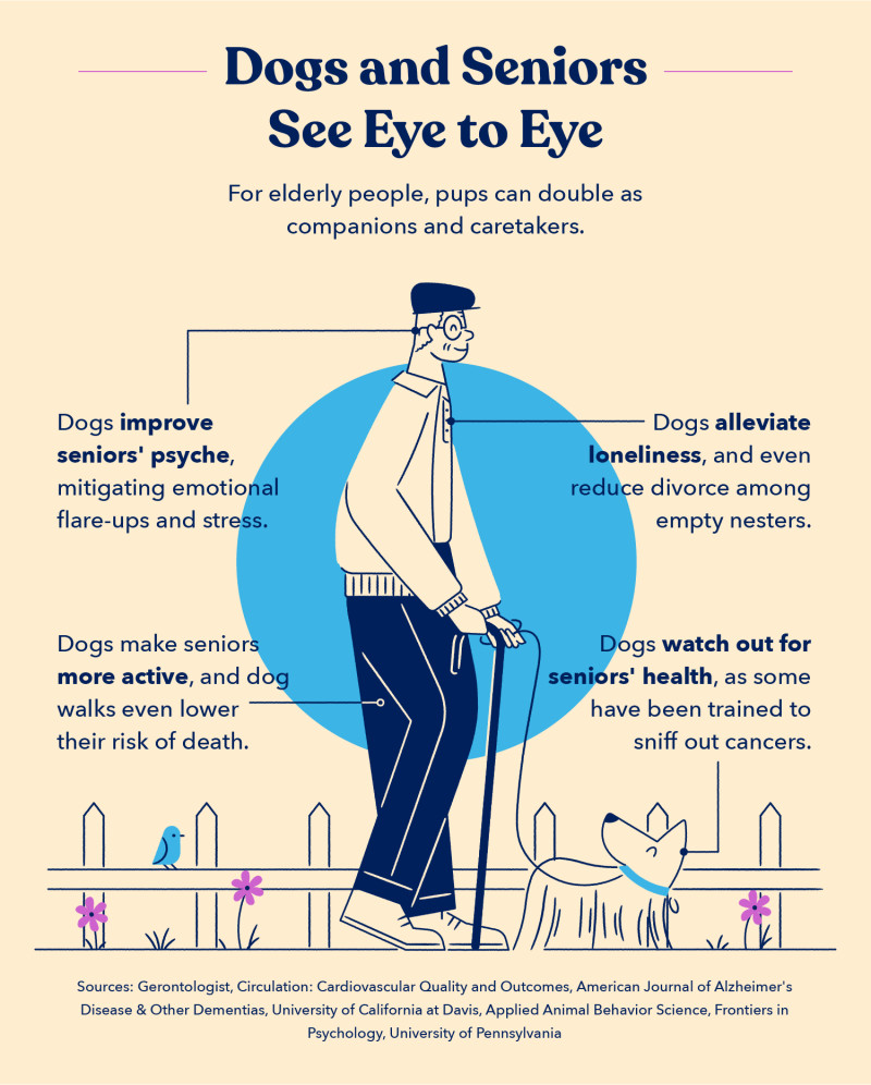 an illustration of a senior citizen walking a dog is annotated with dog and human relationship facts, including that dogs improve seniors’ mental well-being, alleviate loneliness, and also make seniors more active