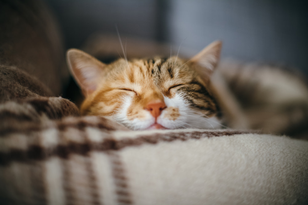 Benefits of CBD Oil Cat Treats