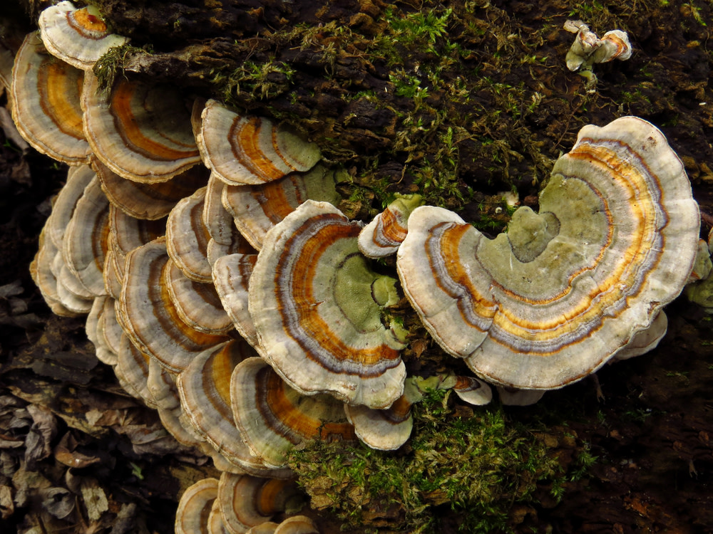 What to Look for in Your Turkey Tail Mushroom Supplement