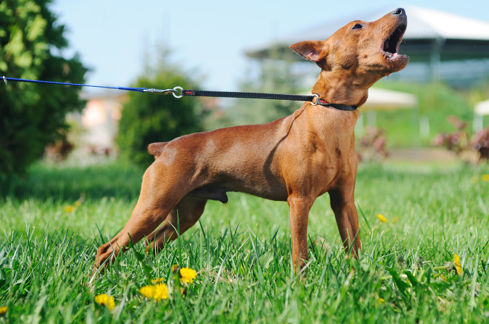 drug dog barking