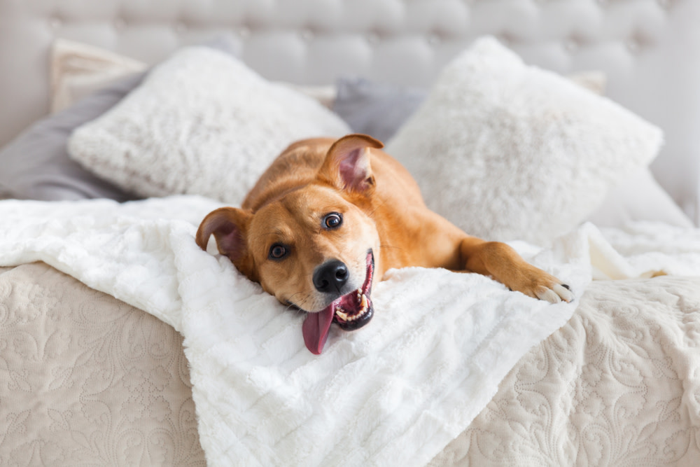CBD Oil Benefits for Dogs