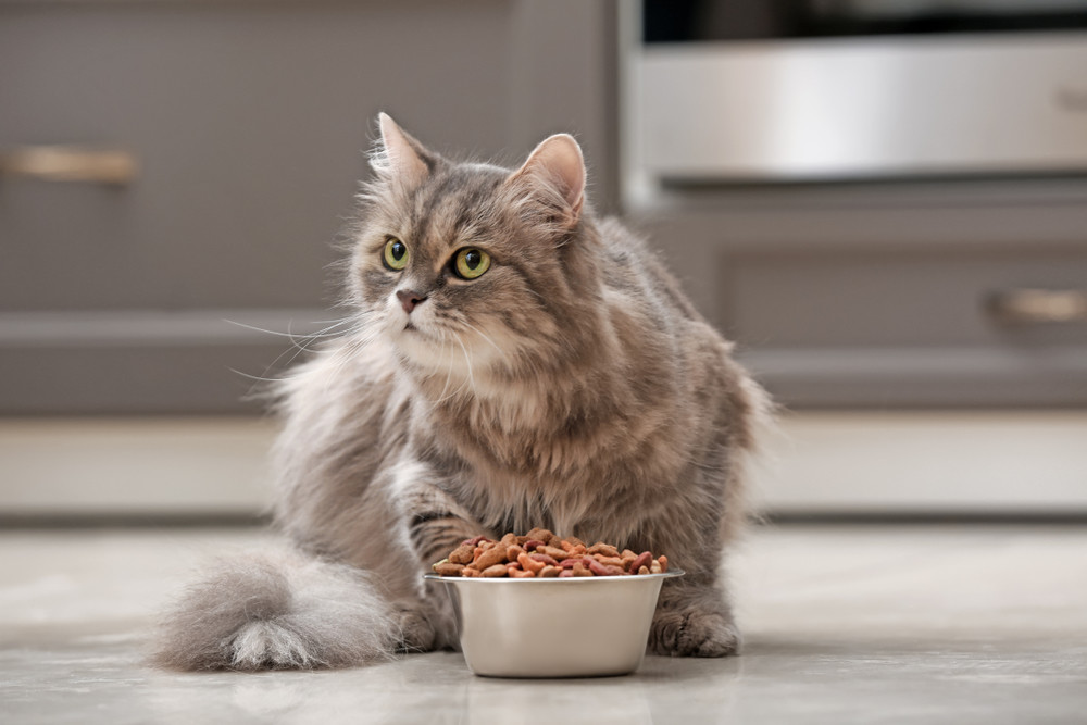 How to add Probiotics to Your Cat’s Diet