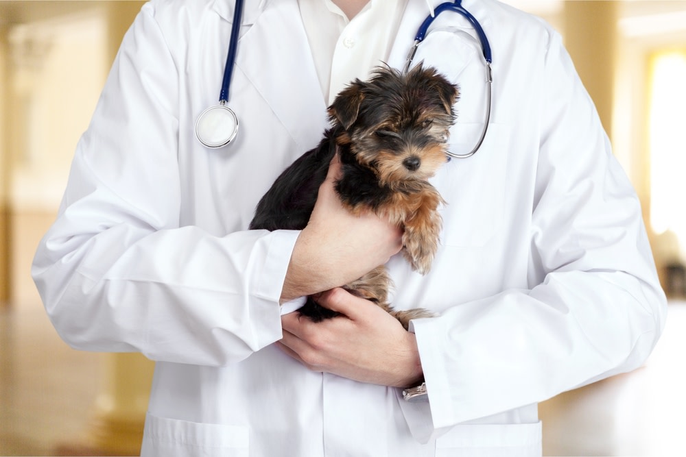 Do Vets Recommend CBD Oil for Dogs