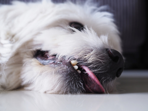 perro con epilepsia