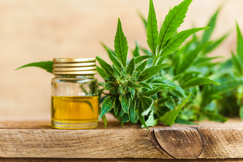 aceite de cannabis para mascotas
