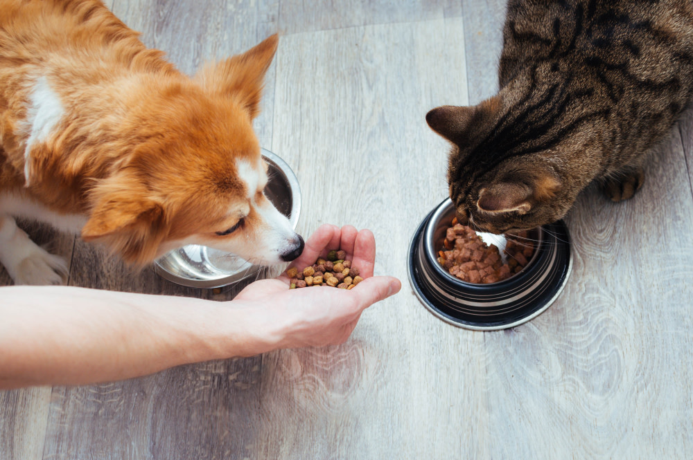 dog eating cbd oil with food