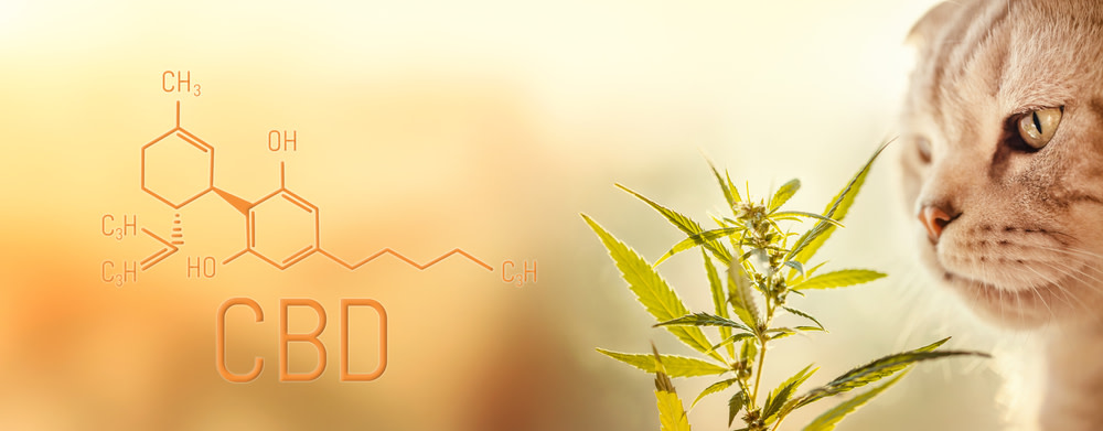 What is CBD for Cats