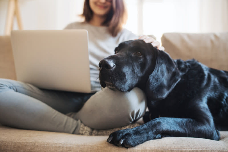 work from home jobs