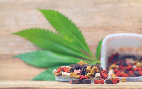 cbd para perros