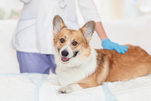 perro con gastroenteritis