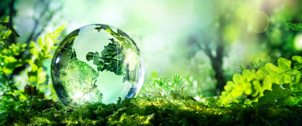 970x404-Glass globe in forest