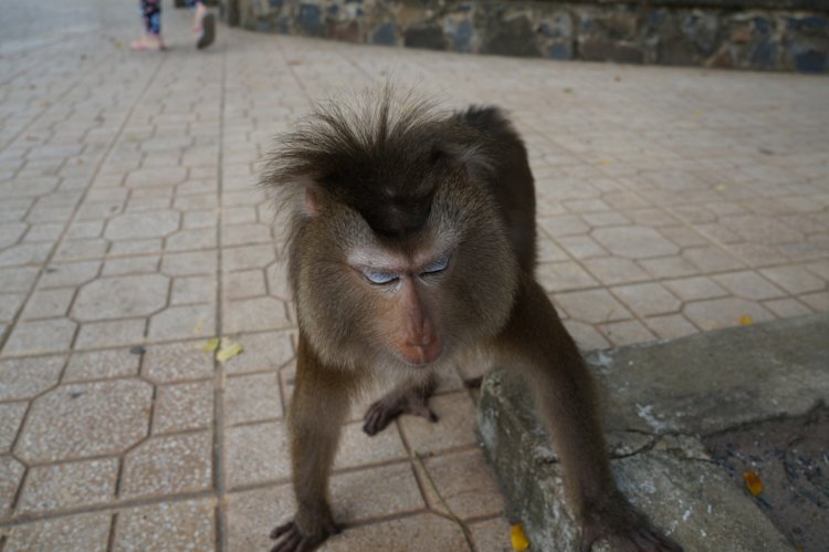 Ape at Cu-Chi-Tunnels / Vietnam.