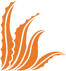 brand icon
