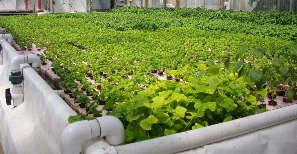 Is Vertical Farming the Future- CDC South Aquaponics Raft Tank 1 2010-07-17-e1568277047816-1024x532