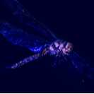 Flighting Dragonfly cover