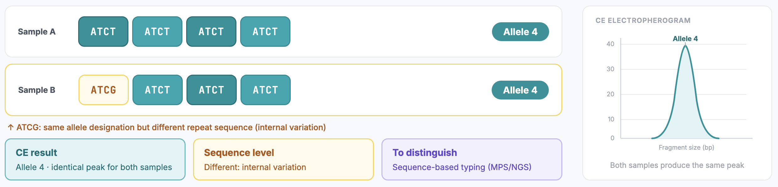Isoalleles: same length, different sequence. Indistinguishable by CE but resolved by sequence analysis.