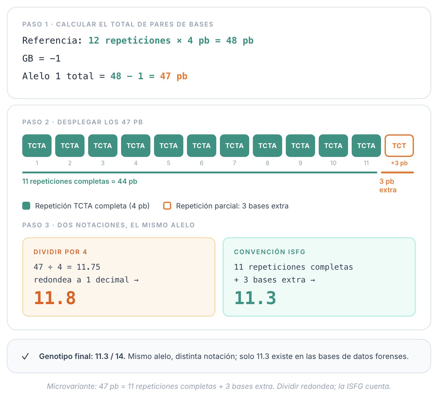 De 47 pb al alelo 11.3: dividir por el largo del motivo frente al conteo ISFG
