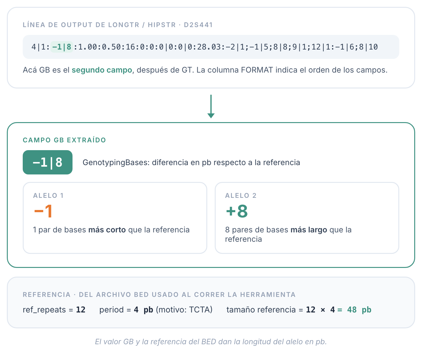 El campo GB en una línea de output VCF de LongTR / HipSTR