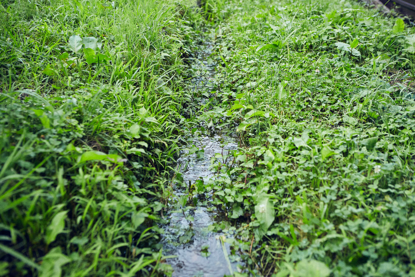 akinai shindo A3A4333