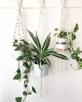 three potted plants along a wall hang with macrame supports