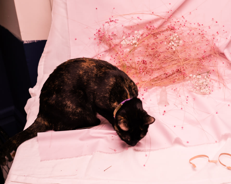 a photo of a cat on a pink fabric spread with dried flowers