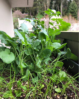 Plants growing in an outdoor planter
