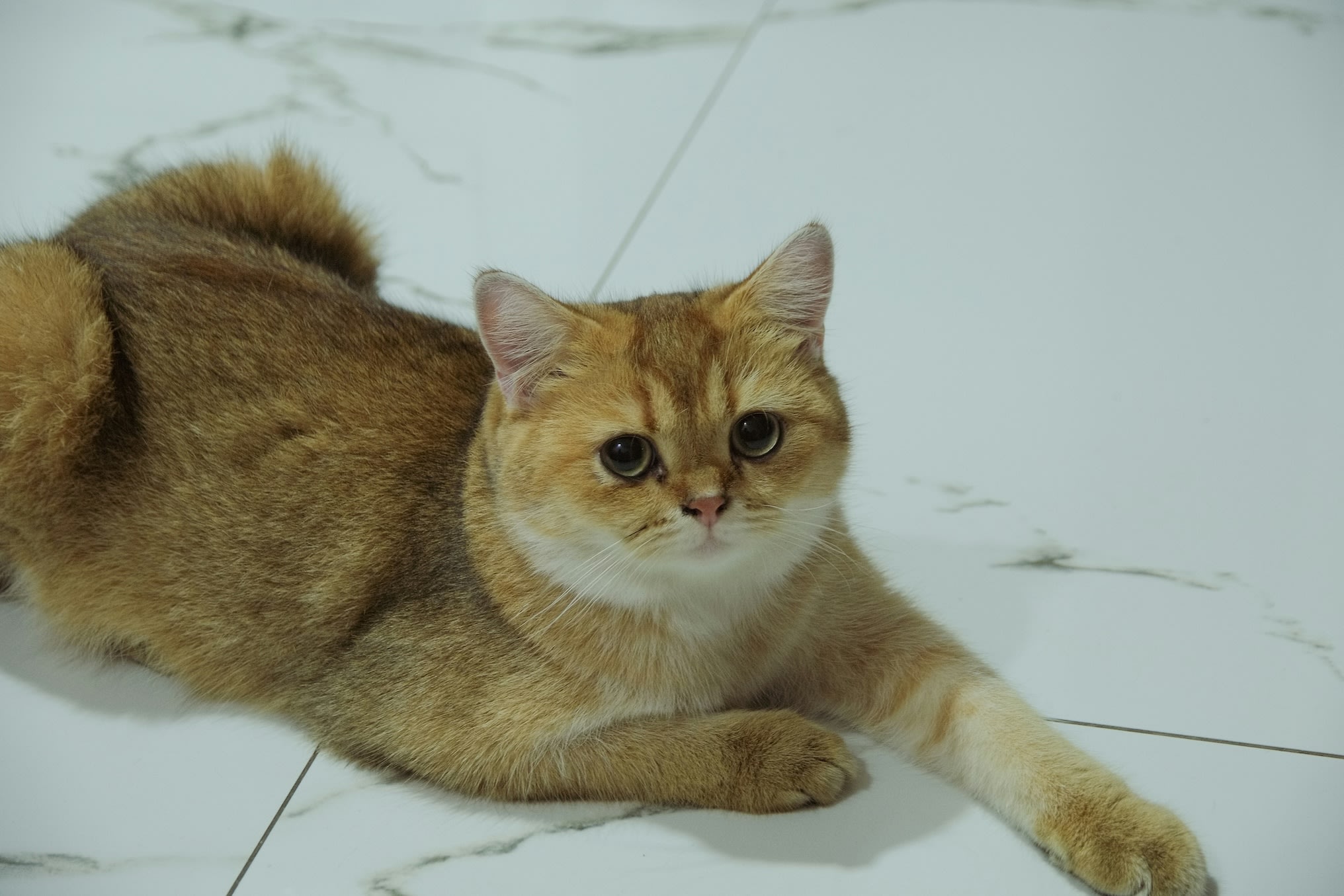 jp-blog-pet-business-1