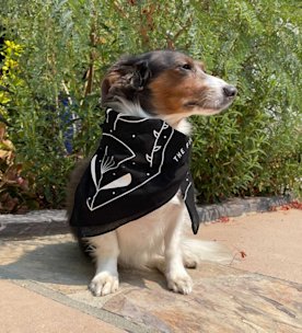 A small dog with the bandana tied around its neck sitting outside and looking off into the distance