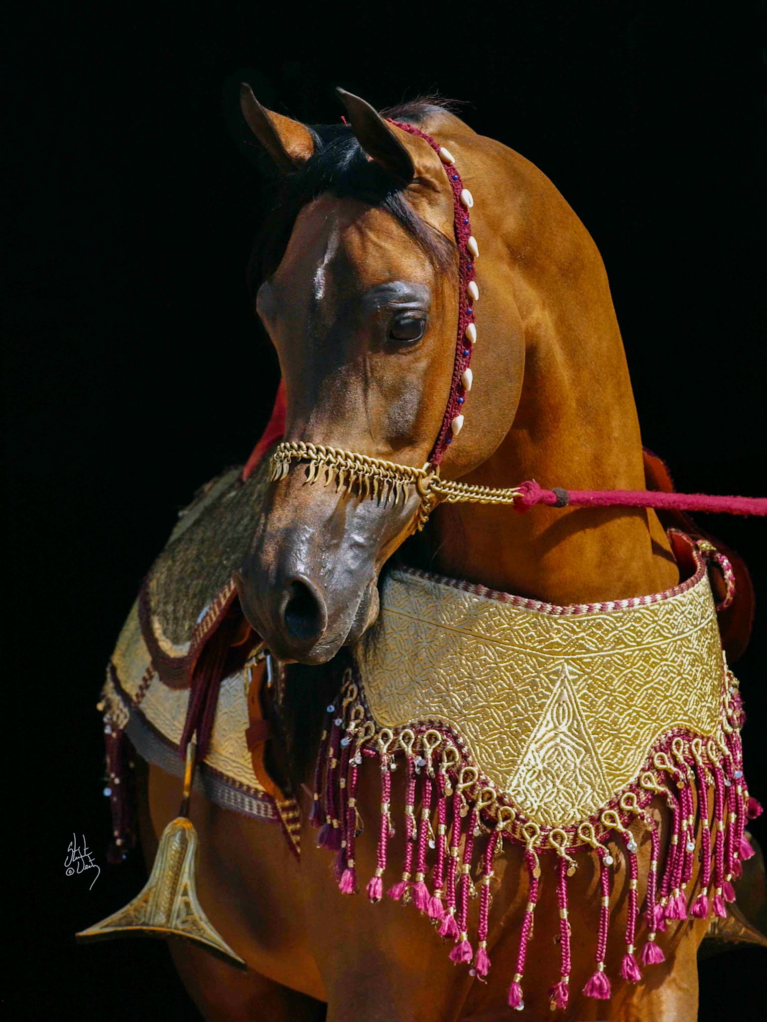 Marwan - Al Shaqab 02