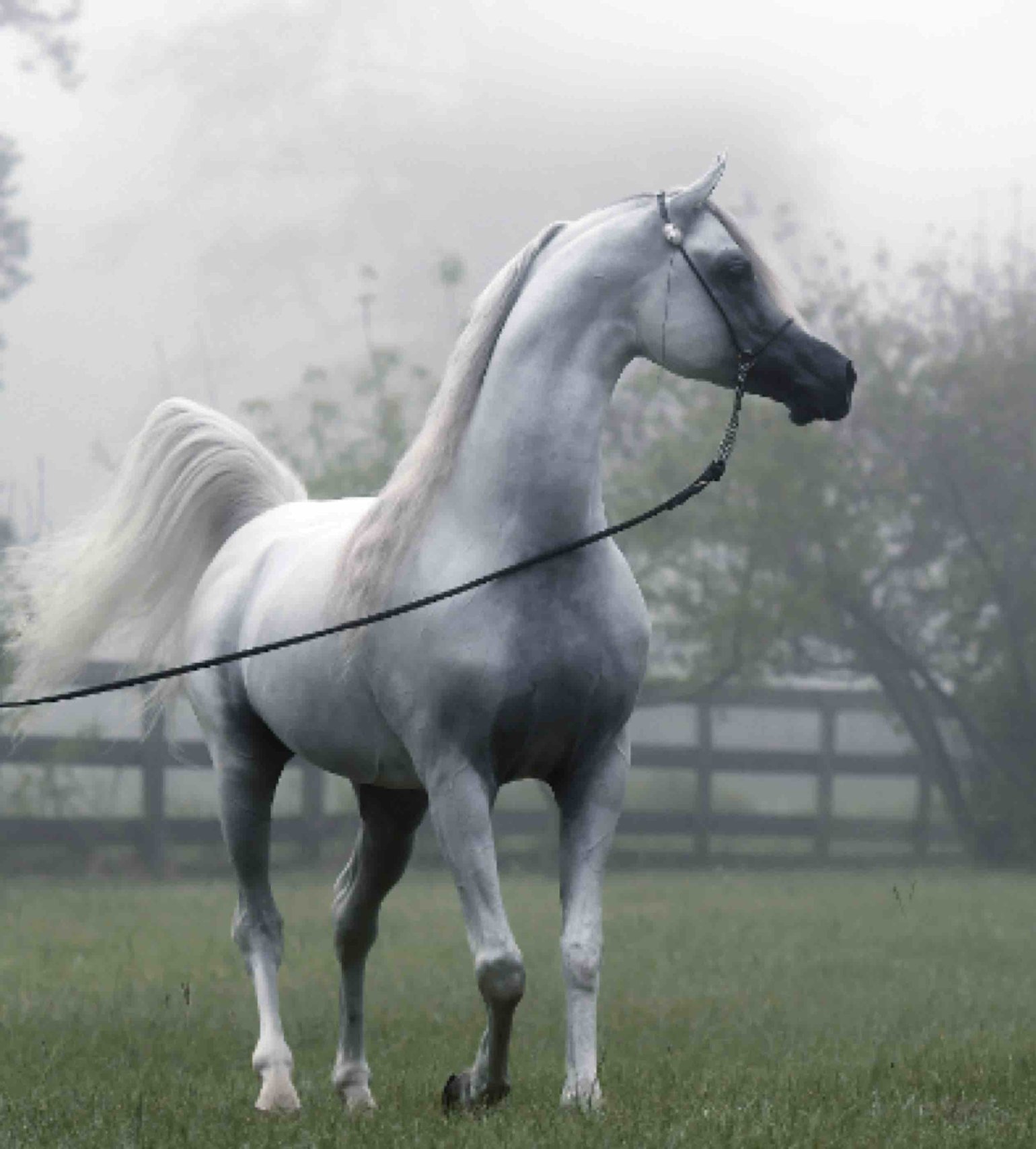 Equine Veterinary Medical Center is to begin overseeing the ethical component of animal research - qf - 02