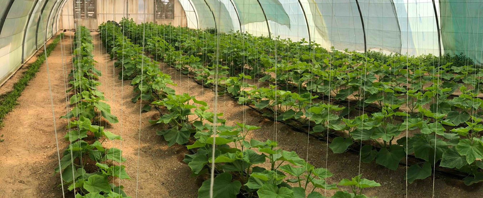 بدائل من حديقة القرآن النباتية للعناية بالحدائق المنزلية