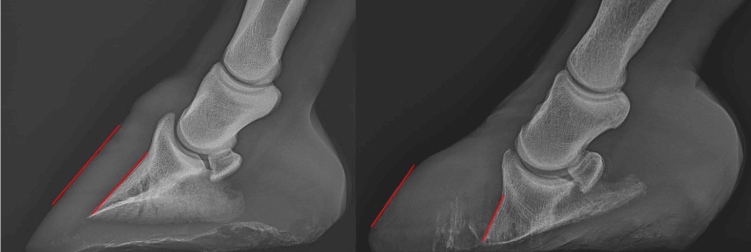 It’s as painful as horses wearing high heels, QF expert says of equine disease - QF - 02