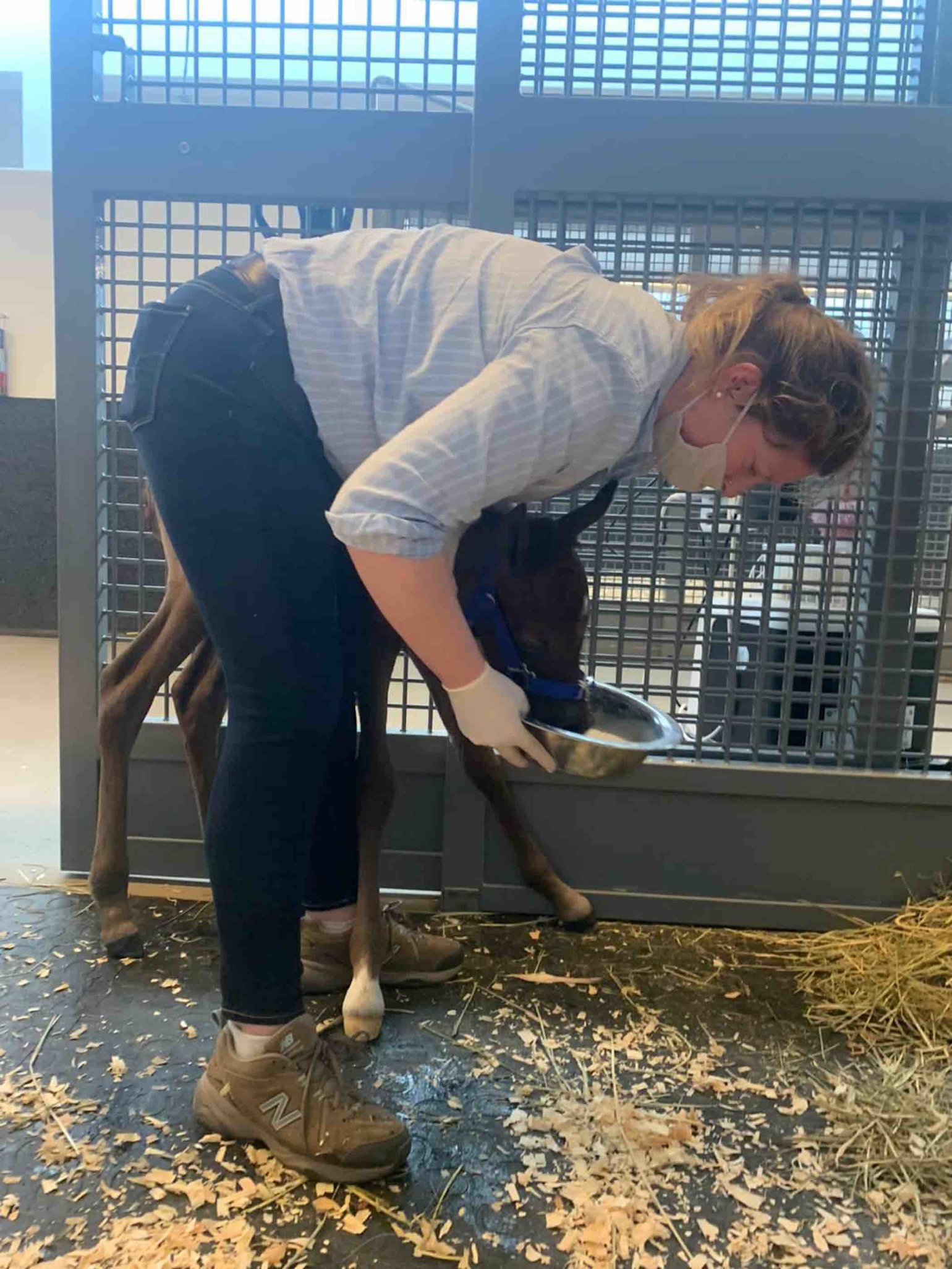 Loving horses is the only prerequisite to volunteer at EVMC - qf - 02