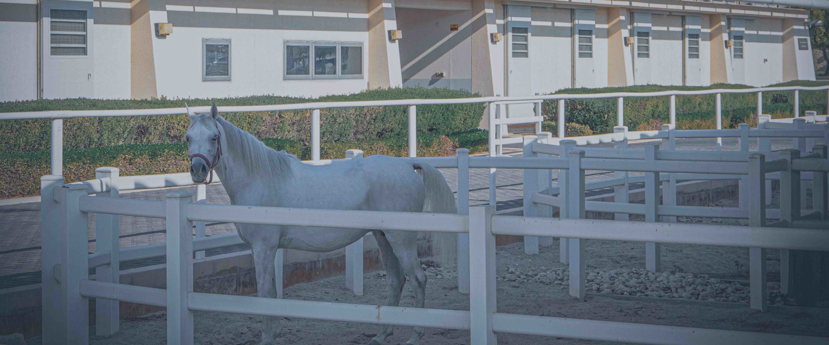 QF’s Equine Veterinary Medical Center to oversee local animal research