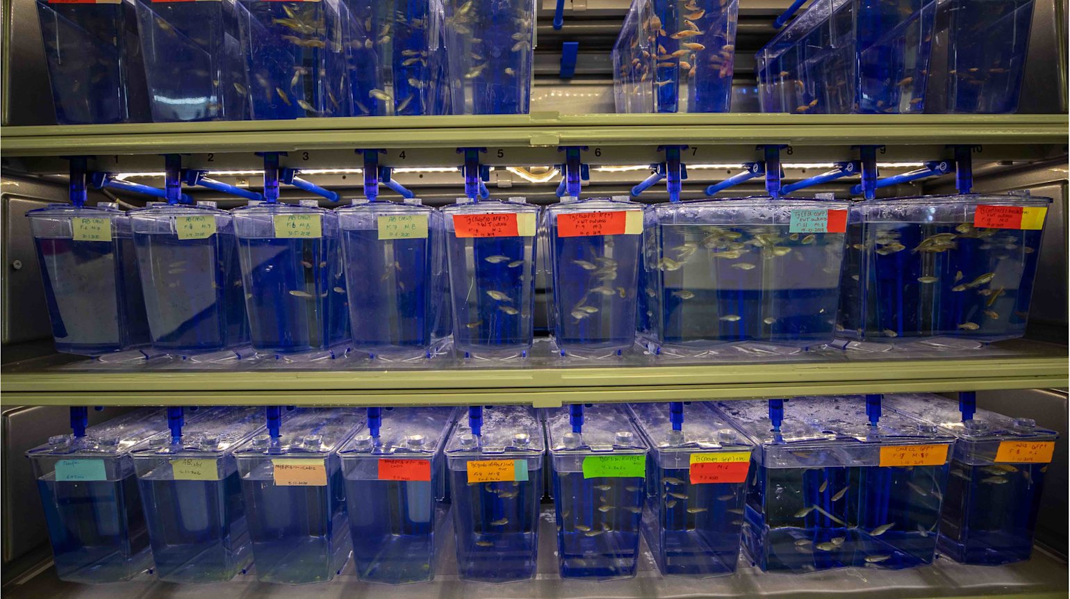 Using fish to diagnose diseases in humans - Sidra Medicine - - qf - 03