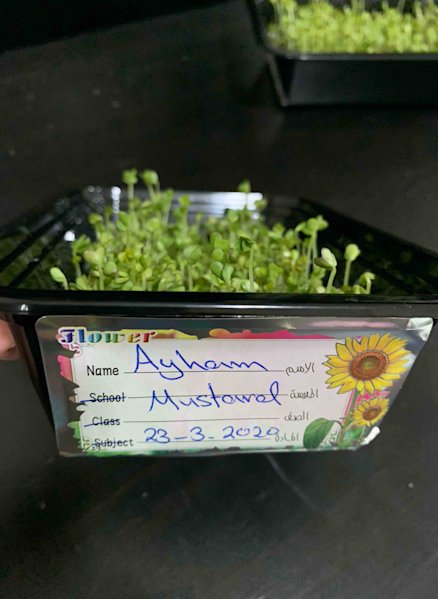 QAK Microgreens Remote Learning Project Ayham Microgreens - v - 2