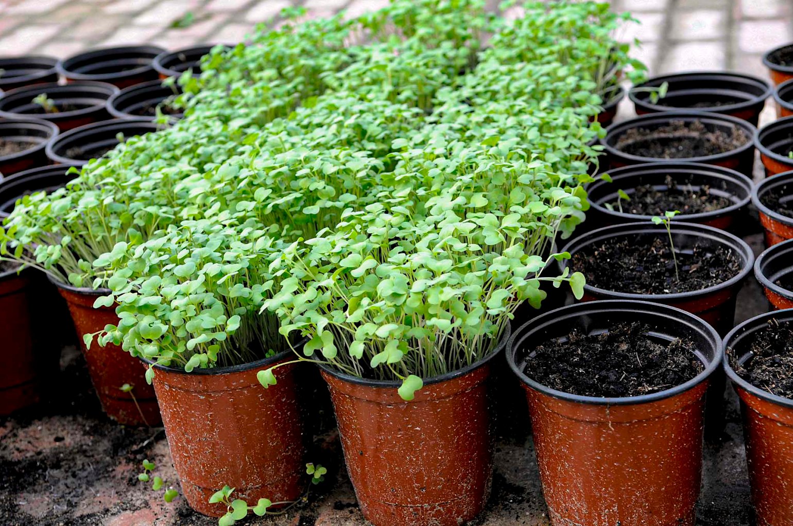 Qur’anic Botanic Garden Image2