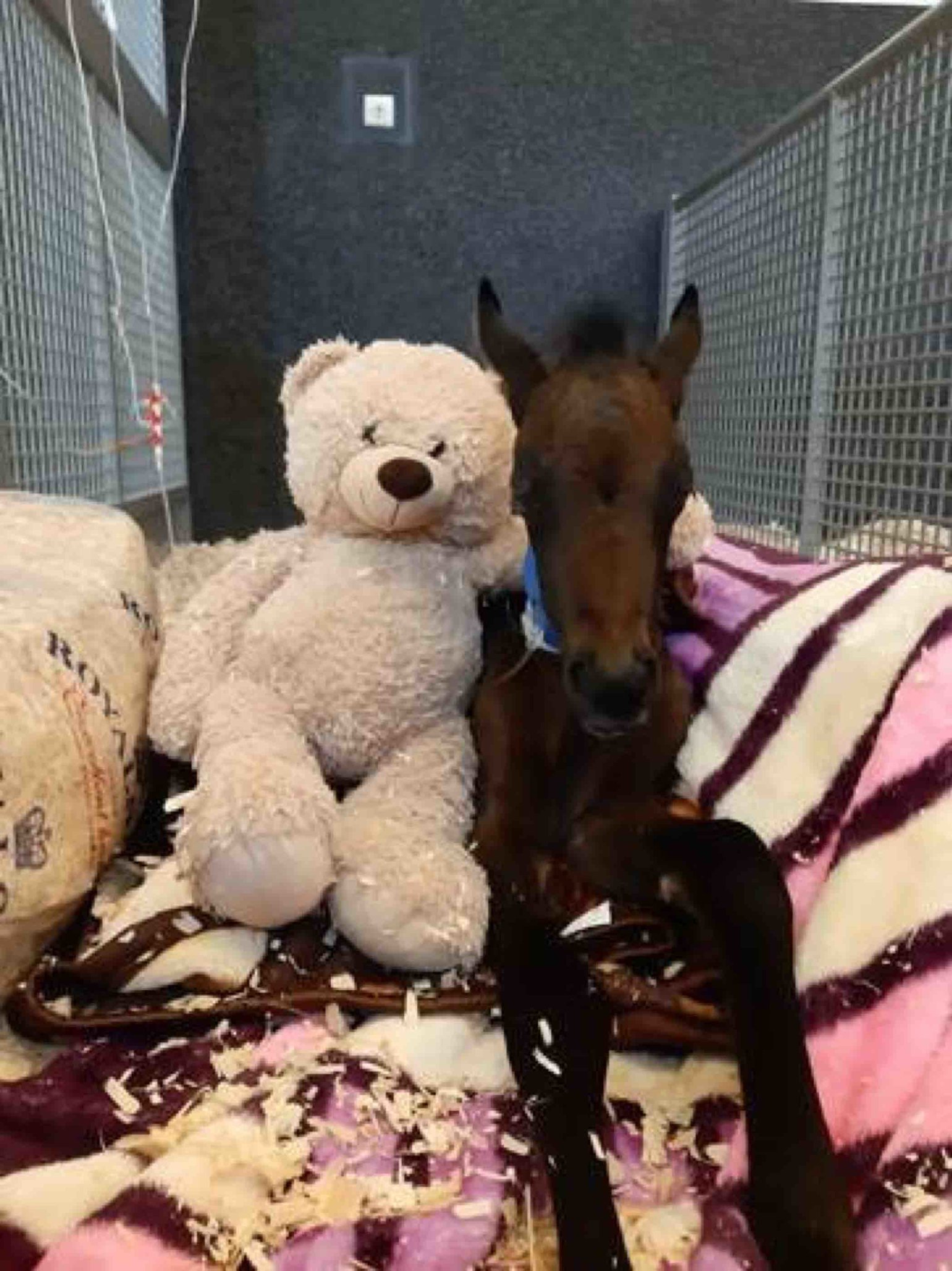 Loving horses is the only prerequisite to volunteer at EVMC - qf - 03