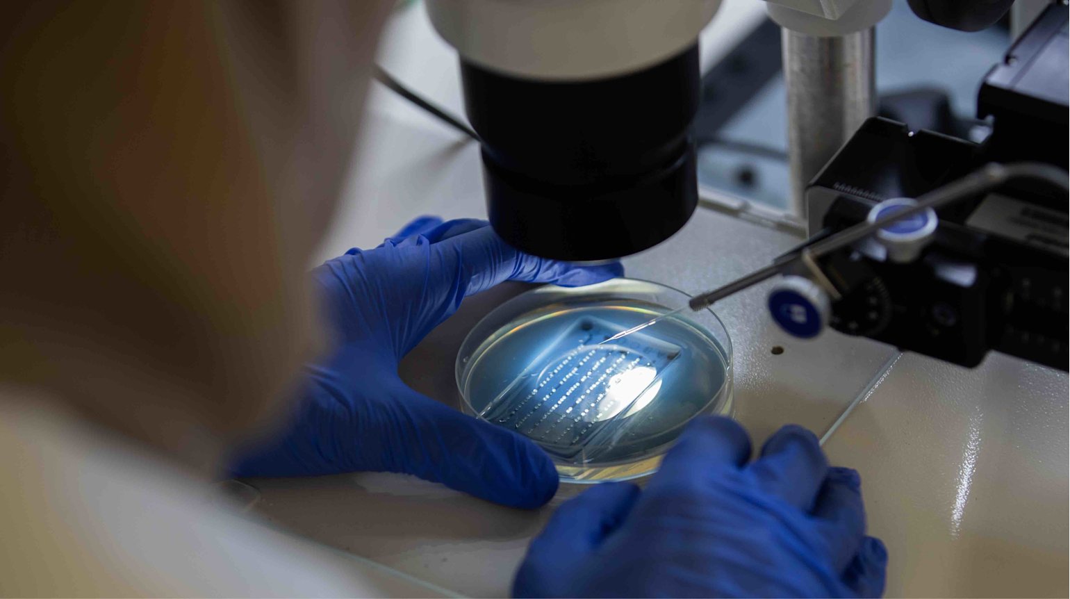 Using fish to diagnose diseases in humans - Sidra Medicine - - qf - 02