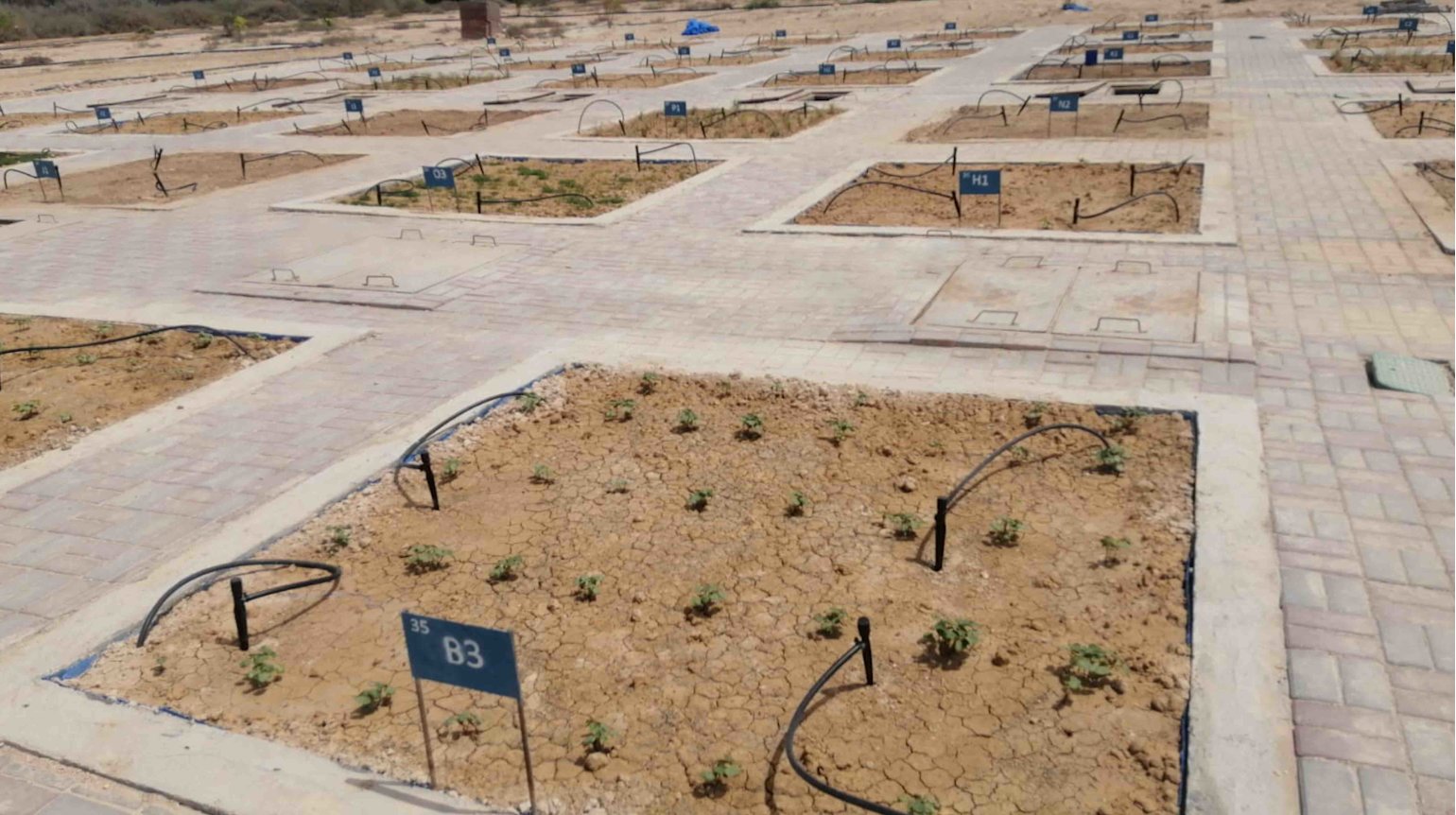 QF project to find out if cash crops could be part of Qatar’s future - QF - 02