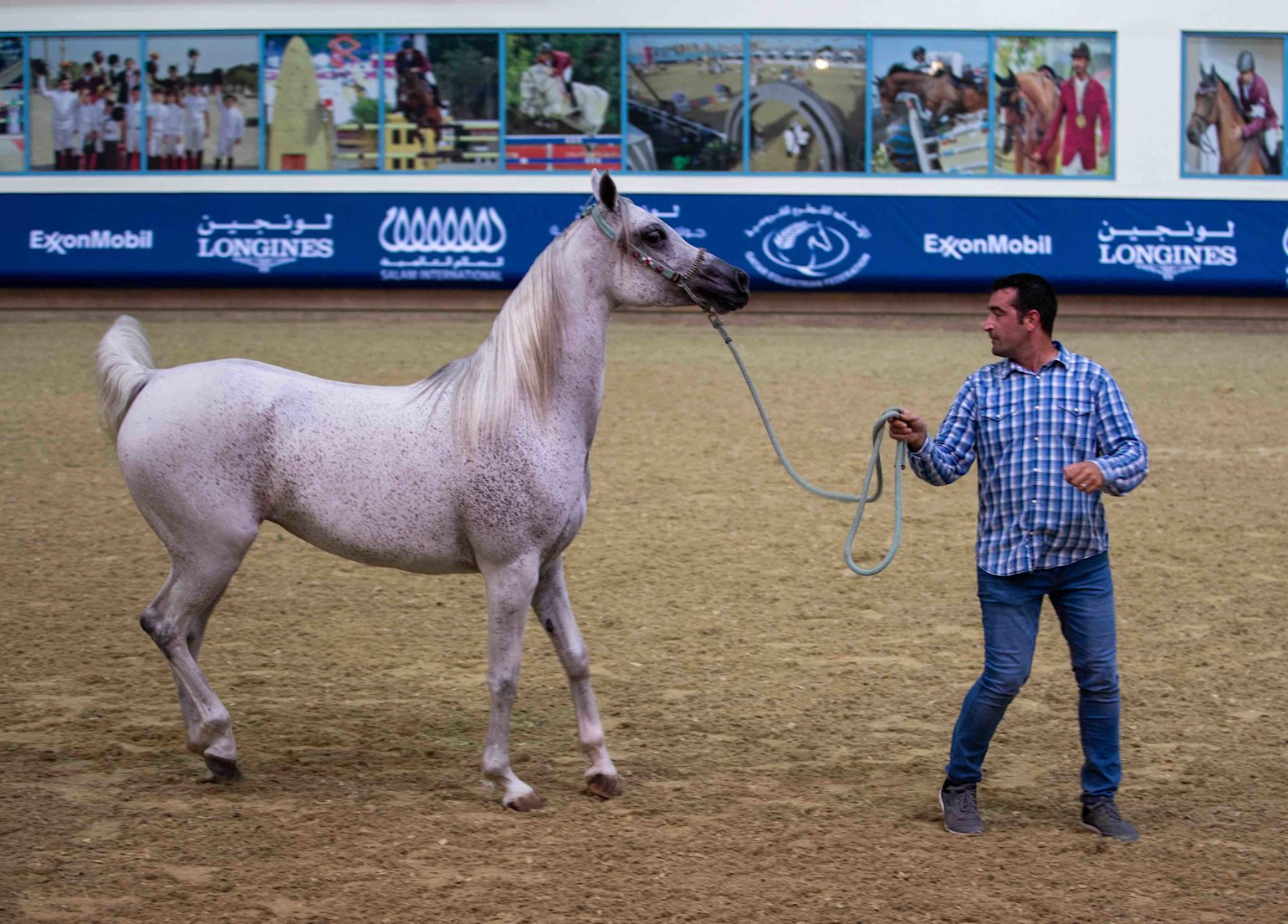 Horse Auction - Al- Shaqab - 01