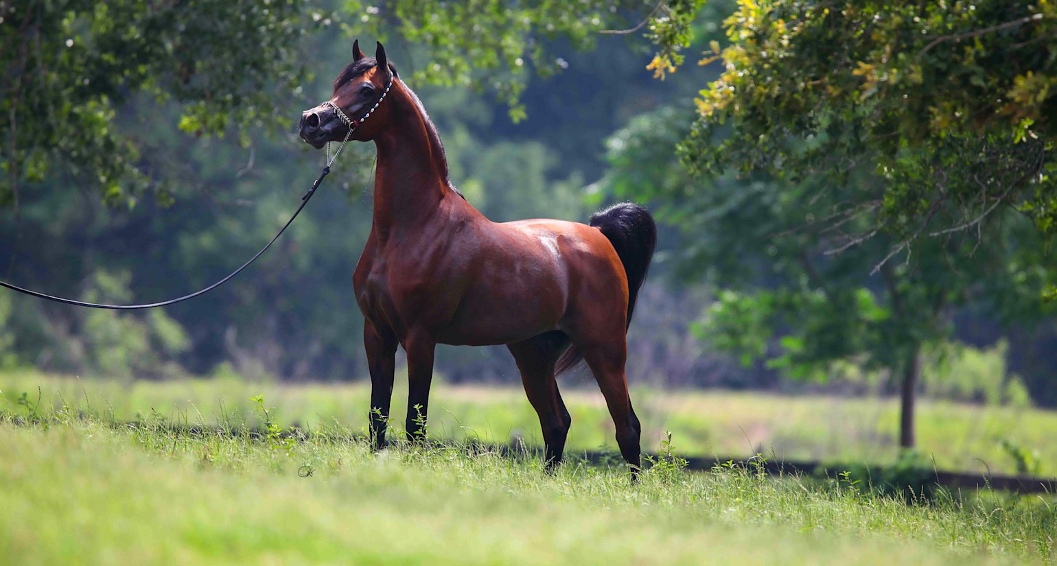 Marwan - Al Shaqab - Teaser