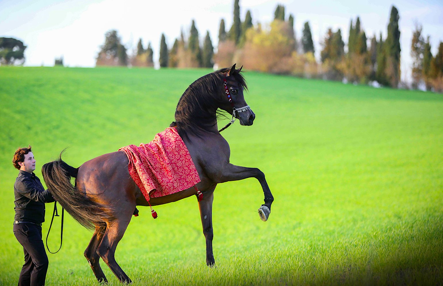 Marwan - Al Shaqab 03