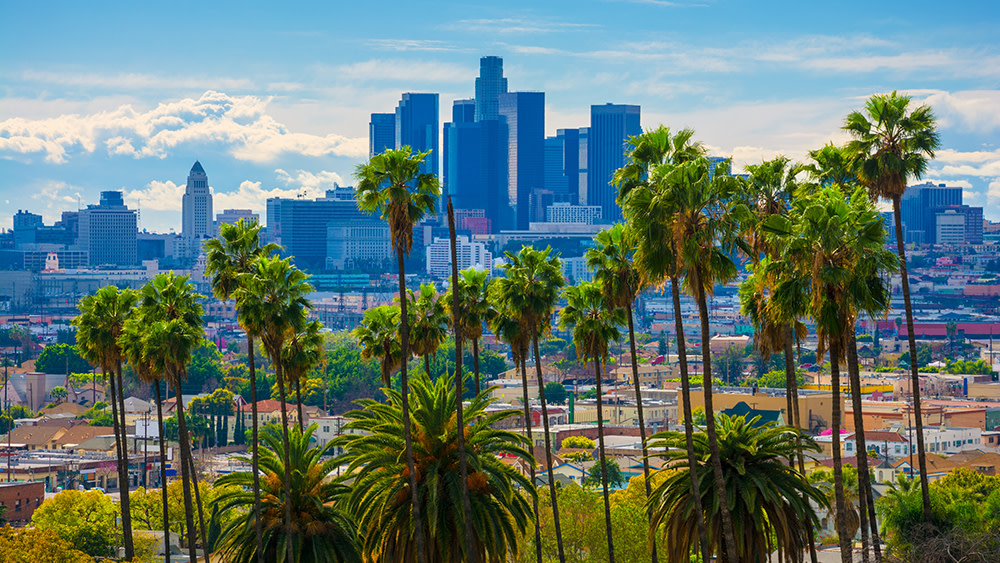 An aerial view of palm trees against the Los Angeles skyline