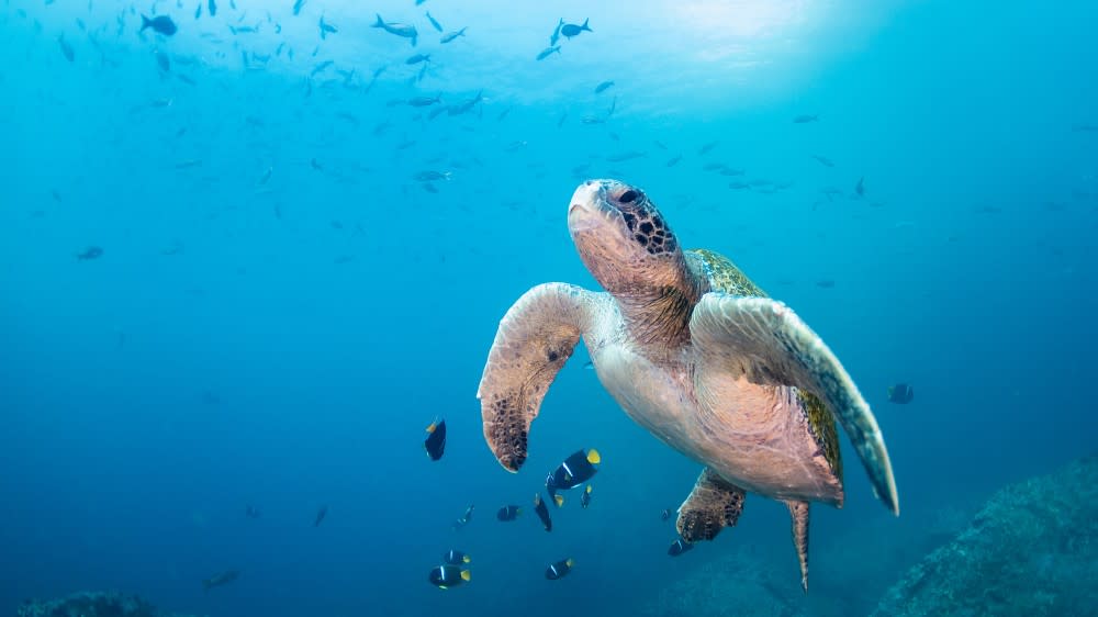 A sea turtle swims in the ocean underneath a school of fish