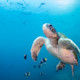 A sea turtle swims in the ocean underneath a school of fish