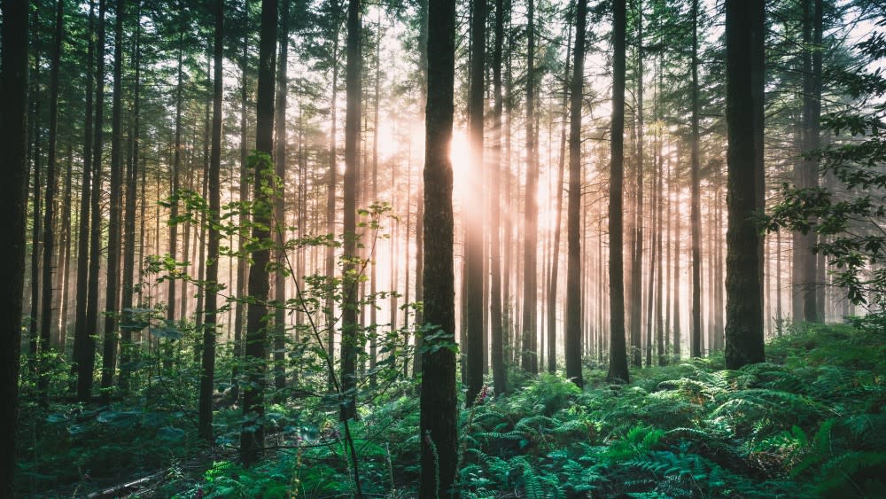 Scenery shot of sunlight breaking through a forest at dawn